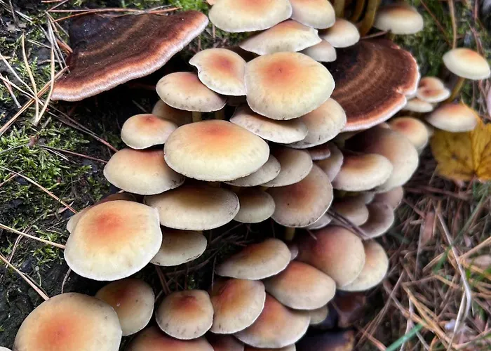 Camp Koose Ferienhaus