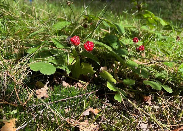 Ferienhaus Camp Koose Bad Schmiedeberg