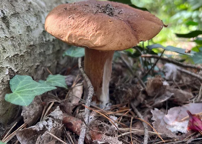 Camp Koose Ferienhaus *